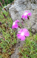 Dianthus seguieri