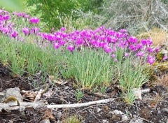 Dianthus seguieri