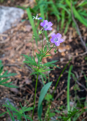 Geranium laetum