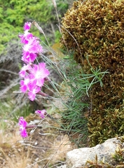 Dianthus seguieri