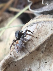 Stenaelurillus metallicus