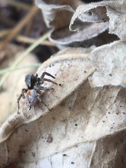 Stenaelurillus metallicus