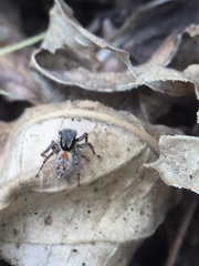 Stenaelurillus metallicus