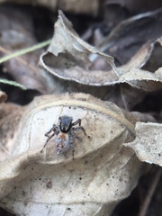 Stenaelurillus metallicus