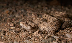 Crotalus cerastes cerastes