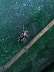 Stenaelurillus metallicus