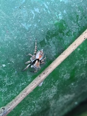 Stenaelurillus metallicus