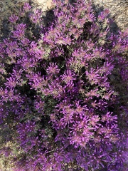 Thymus longiflorus