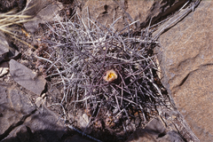 Thelocactus rinconensis nidulans