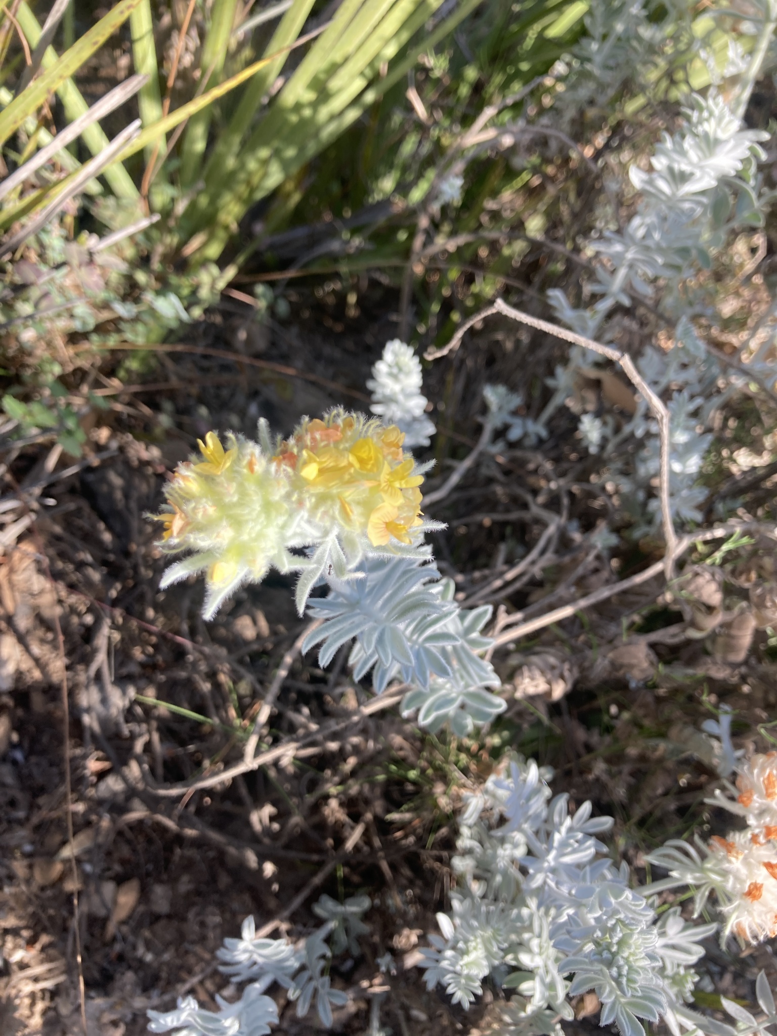 Imagem de Não há um nome popular amplamente reconhecido para "Anthyllis tejedensis" no Brasil