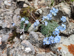 Eritrichium nanum jankae