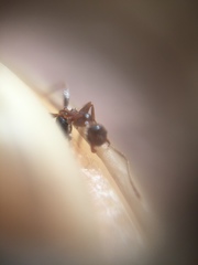 Pheidole indica