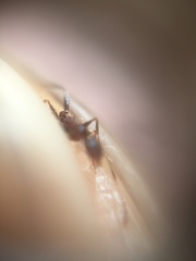 Pheidole indica