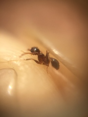 Pheidole indica