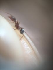Pheidole indica