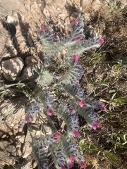Echium albicans