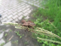 Molipteryx hardwickii