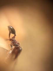 Trichomyrmex glaber