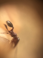 Trichomyrmex glaber