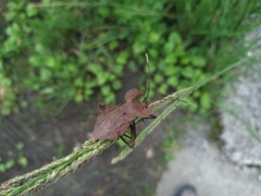 Molipteryx hardwickii