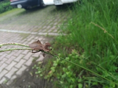 Molipteryx hardwickii