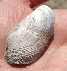 Zirfaea crispata