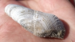 Zirfaea crispata