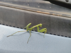 Hierodula transcaucasica