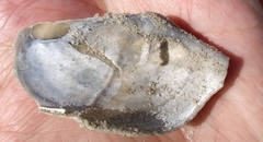 Zirfaea crispata