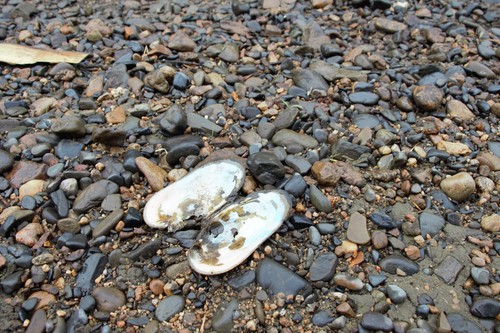 Amurean Freshwater Pearl Mussel