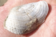 Zirfaea crispata