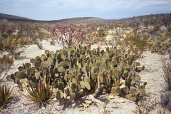 Opuntia rufida