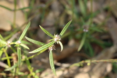 Spermacoce brachystema