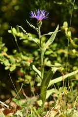 Centaurea semidecurrens