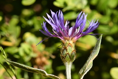 Centaurea semidecurrens