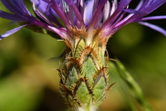 Centaurea semidecurrens