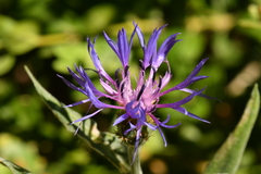 Centaurea semidecurrens