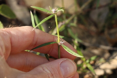 Spermacoce brachystema