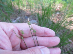 Carex globularis