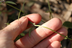 Spermacoce brachystema