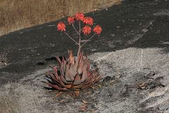 Aloe mzimbana