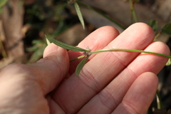 Spermacoce brachystema