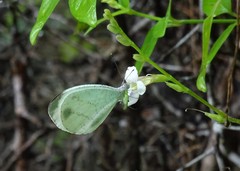 Leptosia alcesta inalcesta
