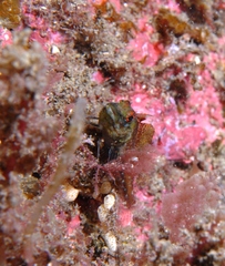 Tripterygiinae