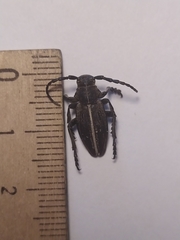 Dorcadion holosericeum