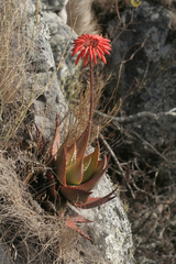 Aloe mzimbana