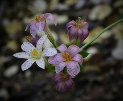 Lilium rubescens
