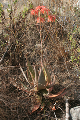 Aloe mzimbana