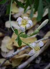Lilium rubescens