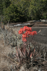 Aloe mzimbana